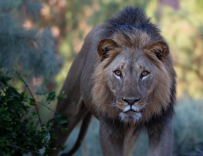 Desert-adapted lion in Namibia