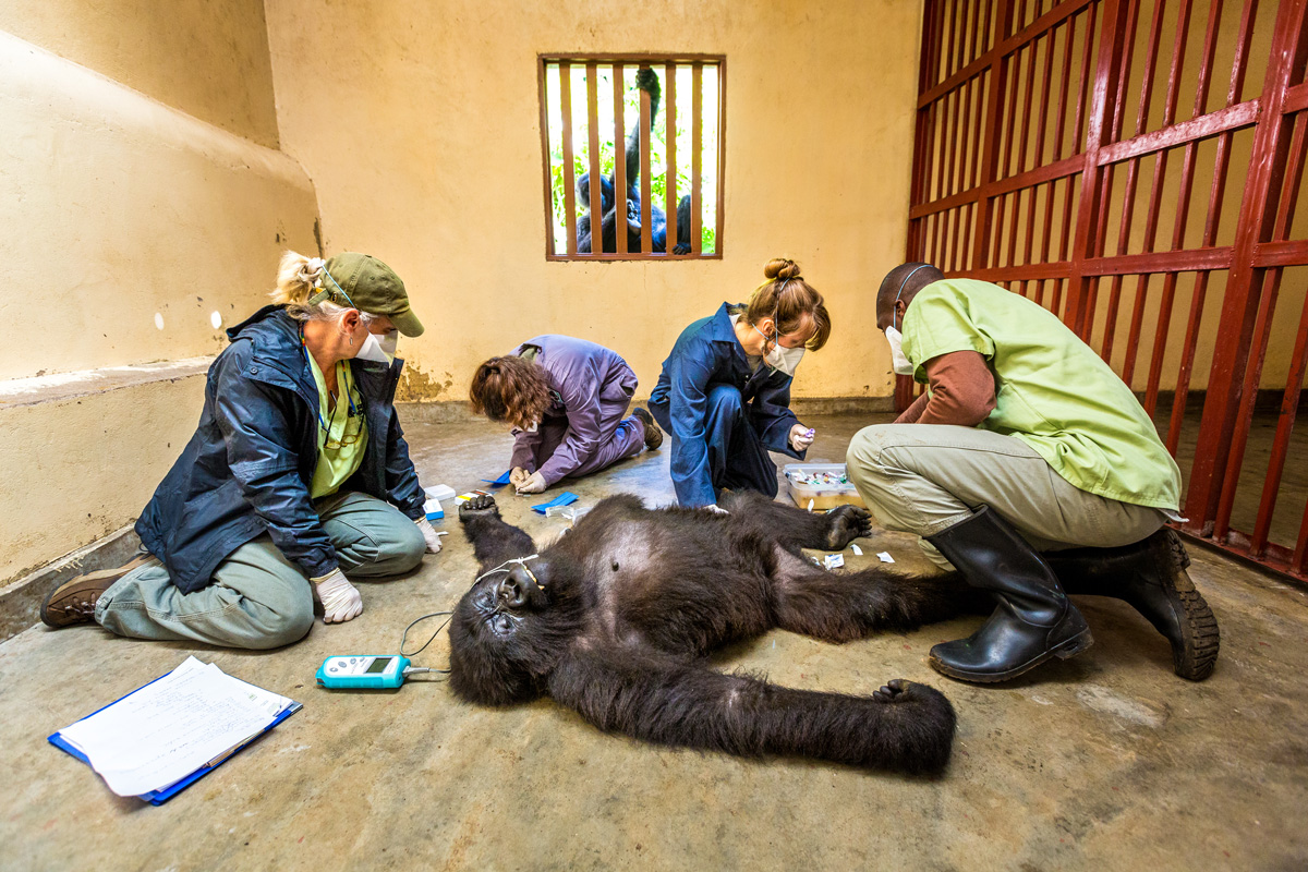 Ndeze watches with concern as the Gorilla Doctors team examines Maisha