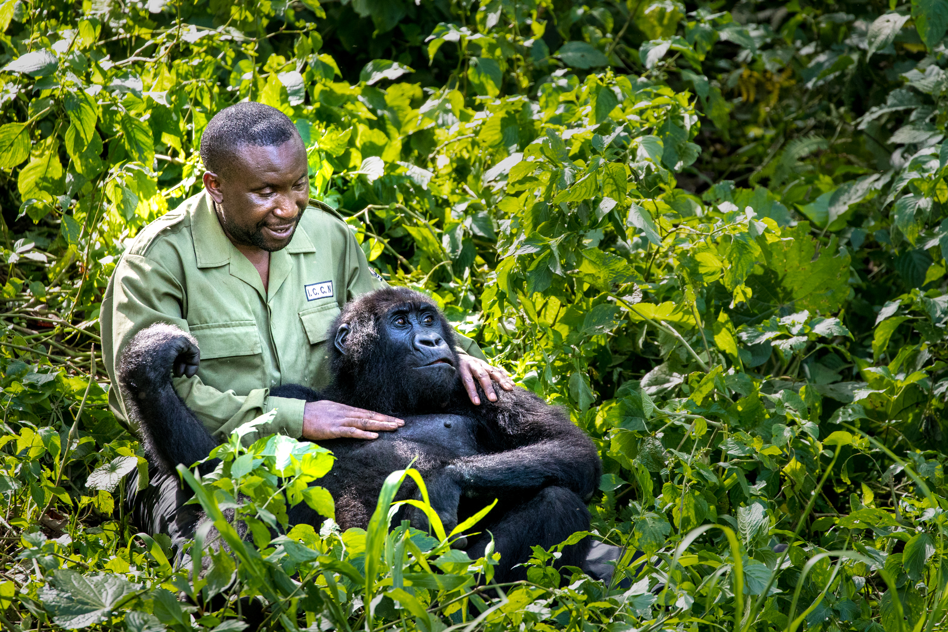 André Bauma, the manager of the Senkwekwe Center, plays with Ndakasi, a Grauer's gorilla