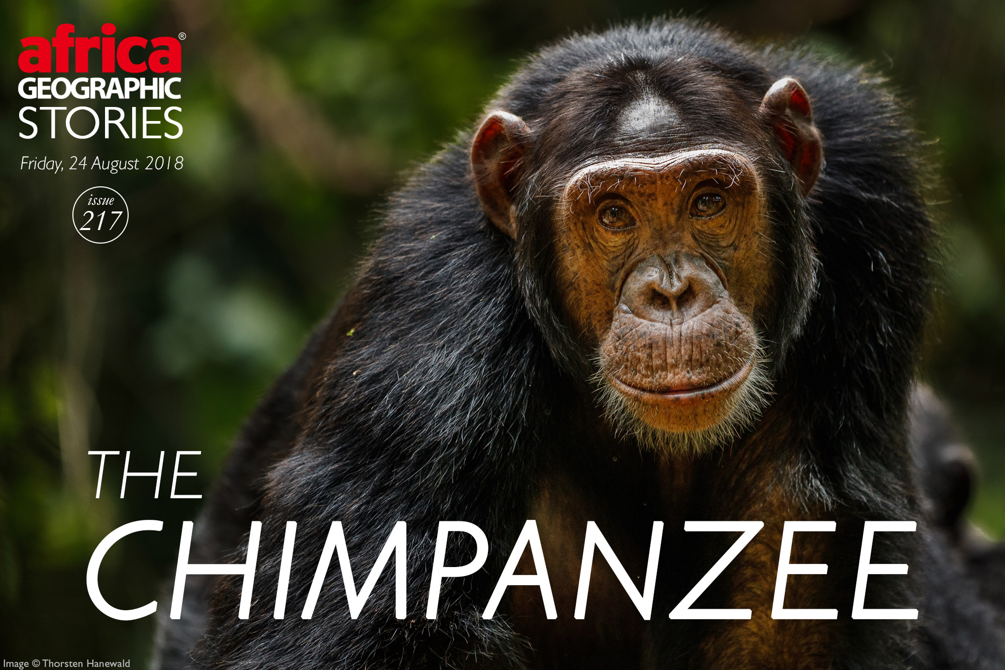 The Chimpanzee Our Forest Kin Africa Geographic