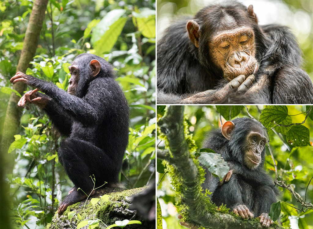 nigeria cameroon chimpanzee