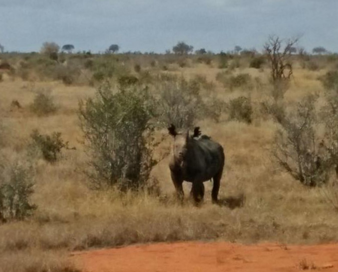 Black rhino in Kenya