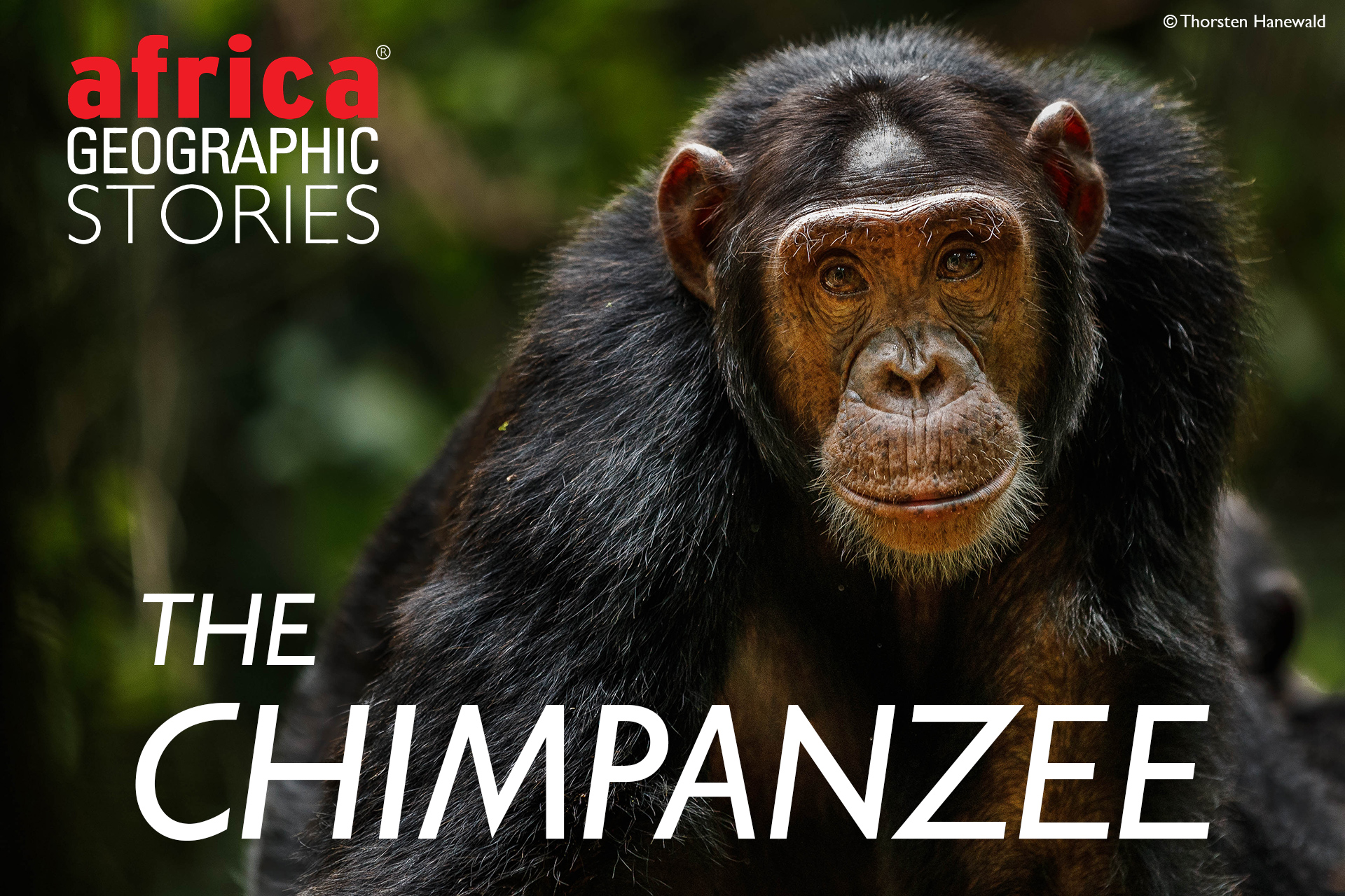 chimpanzee