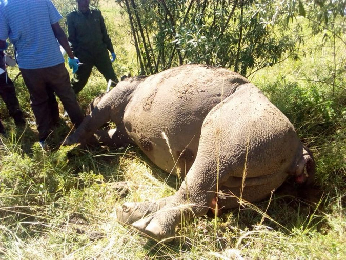 Poached black rhino in Kenya