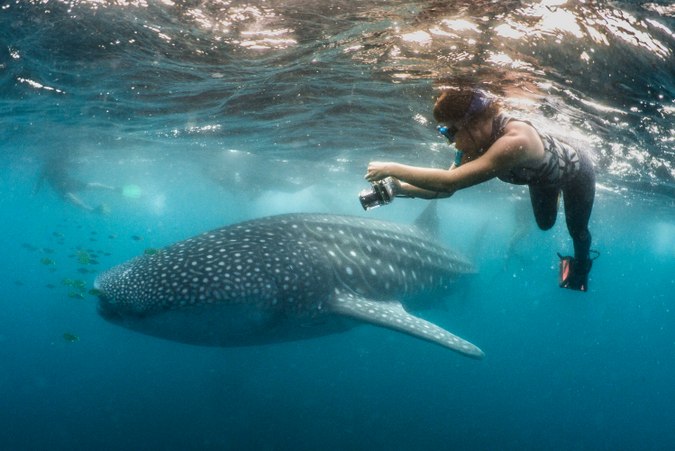 Whale shark in Tofo, Mozambique 