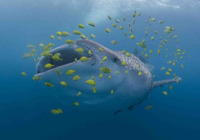 Whale shark with trevallies in Tanzania