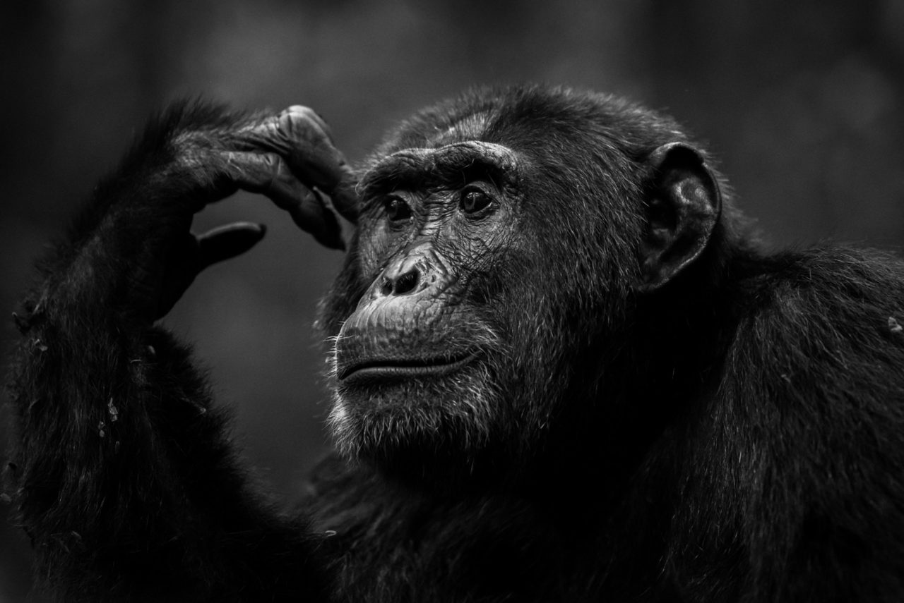 A black and white photo of a chimpanzee in Kibale National Park, Uganda