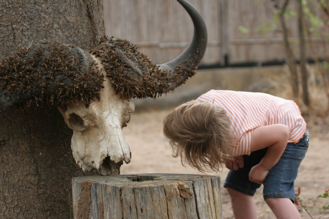 Kid with buffalo skull while on safari