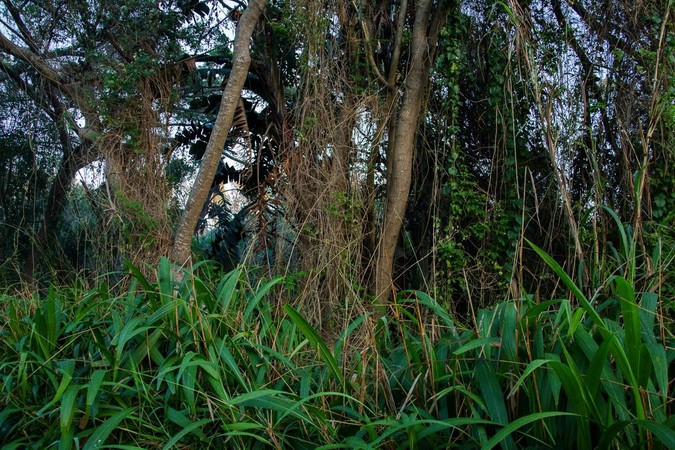 Typical chameleon habitat 