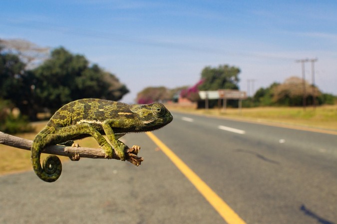 A flap-necked chameleon (Chamaeleo dilepis) by the road 