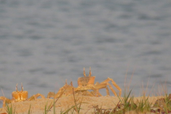 Crabs on Bakei, Turtle Islands, Sierra Leone