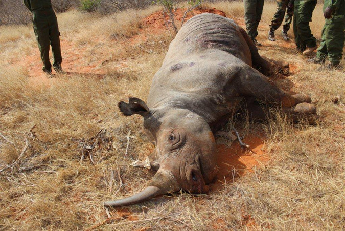 Dead black rhino in Kenya