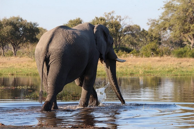 elephant-botswana - Africa Geographic