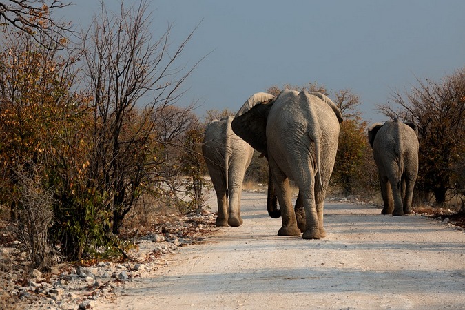 Elephants walking down a road in Botswana park