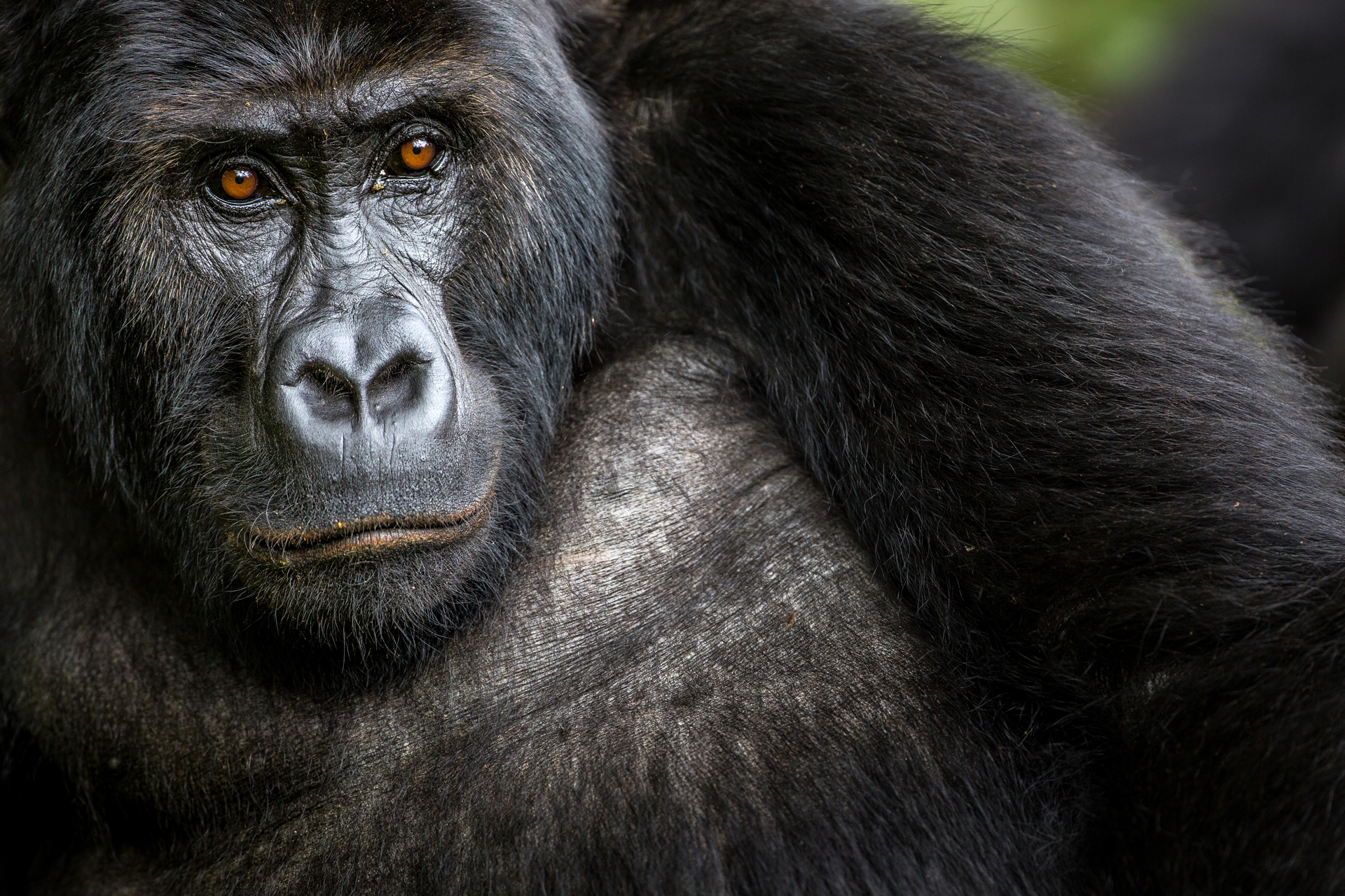 A female Grauer’s gorilla calmly observes the team as it approaches