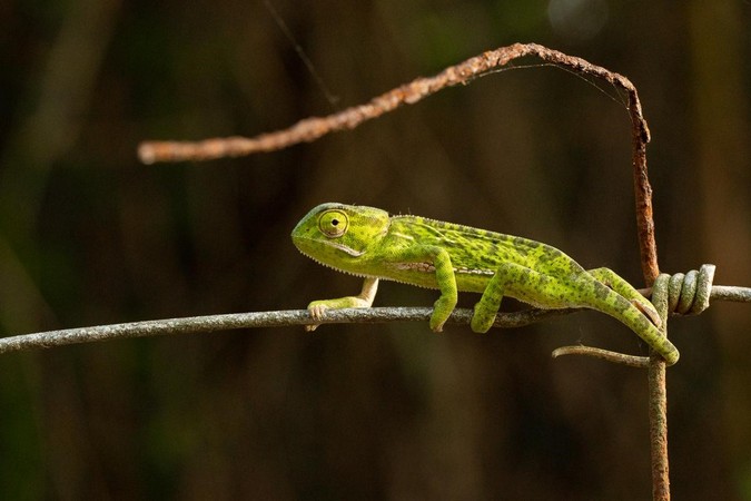 A young flap-necked chameleon (Chamaeleo dilepis) on a fence