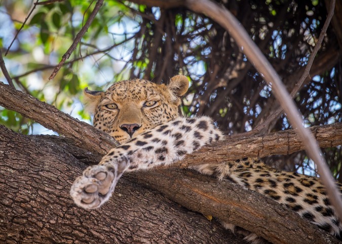 Leopard in a tree