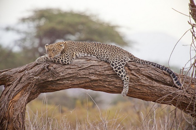 Leopard resting on a tree 