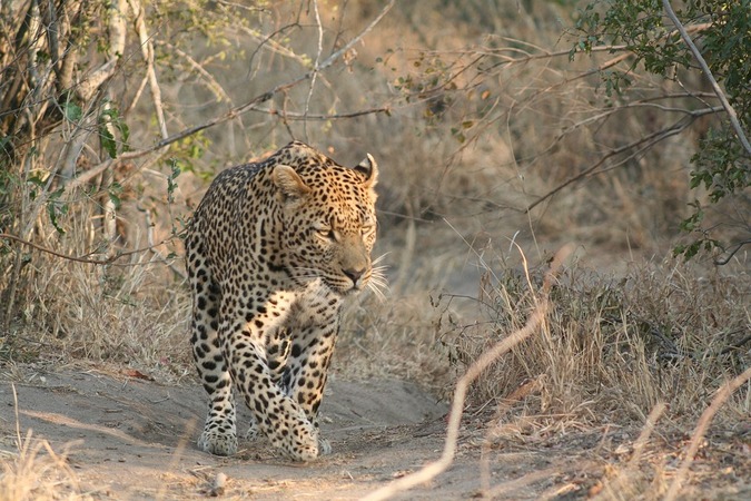 Leopard walking in the wild