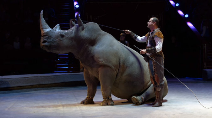 Screenshot showing the white rhino in a Russian circus.