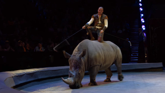 Rhino with handler standing on it in Russian circus