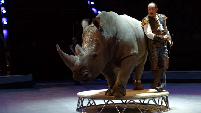 South African rhino doing circus tricks in Russia