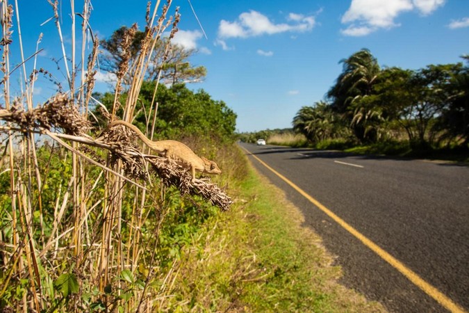 A Setaro’s dwarf chameleon (Bradypodion setaroi) living amongst the tall grasses on a road verge