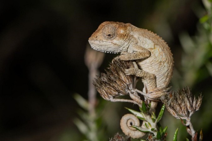 Baby southern dwarf chameleon (Bradypodion ventrale) in the Eastern Cape 