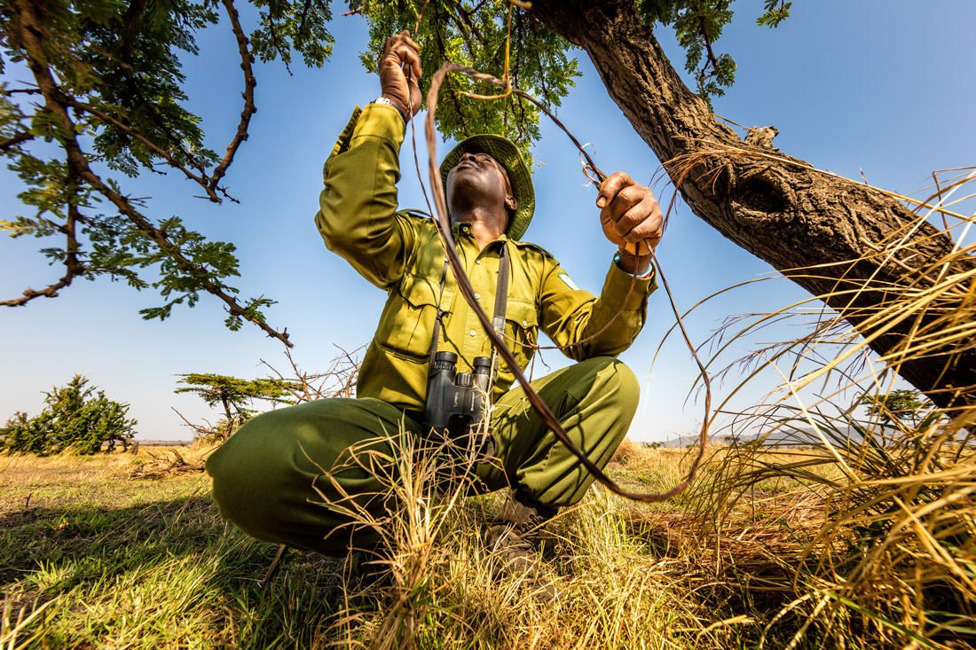 Snare being removed by an AKTF team member in Maasai Mara National Reserve