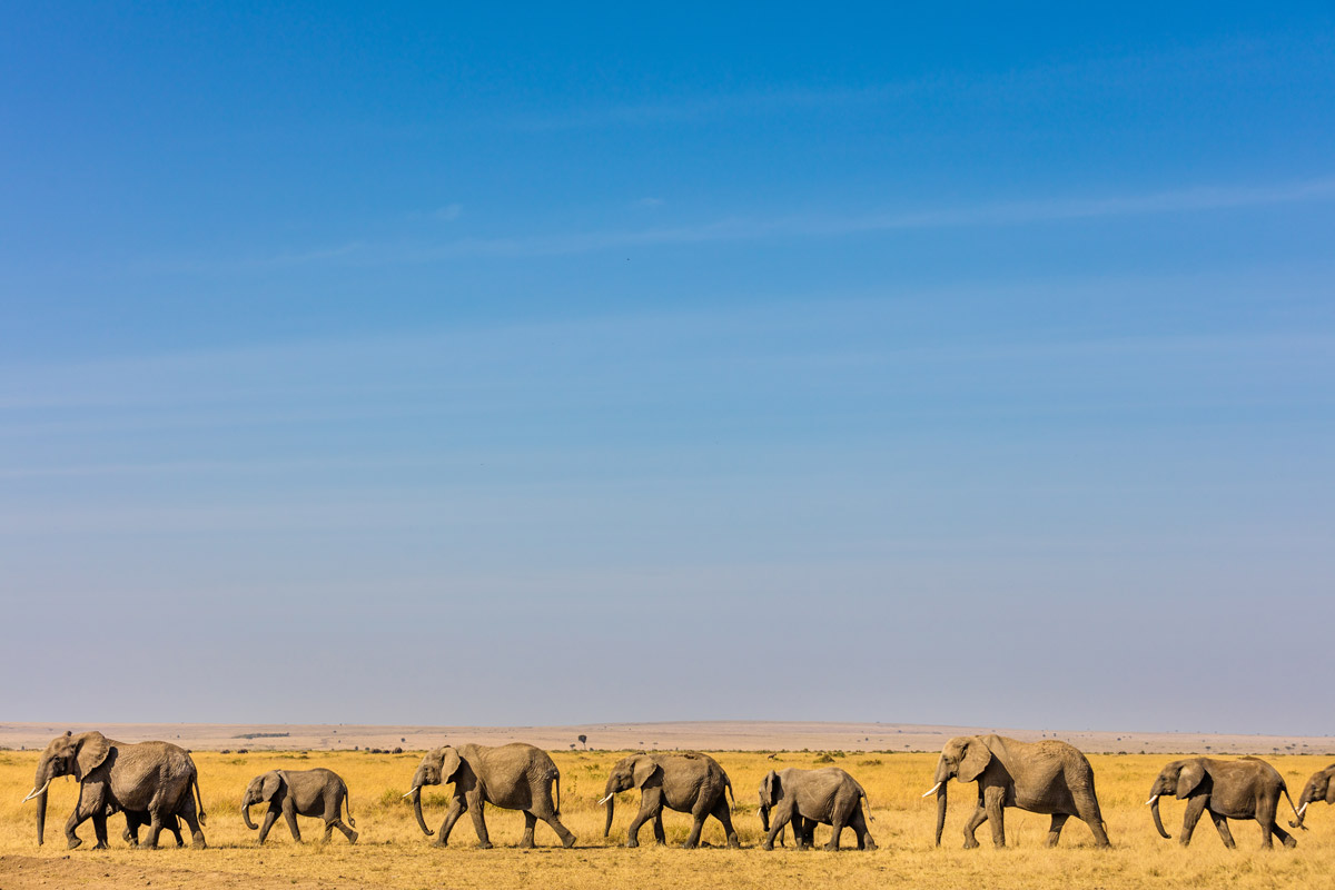 Elephants walk through the Amboseli landscape in southern Kenya