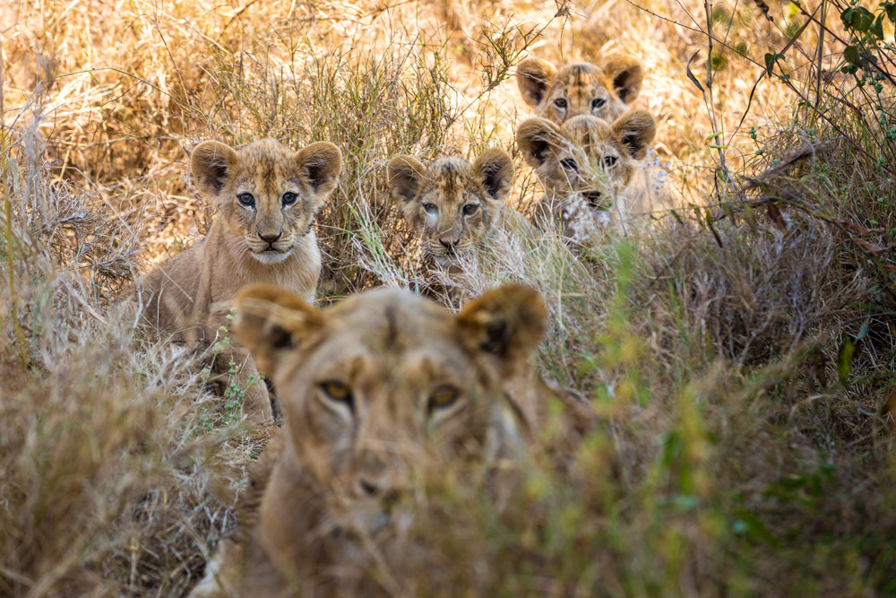 Four lion cubs with mother