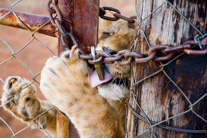 Captive-bred lion at a fence