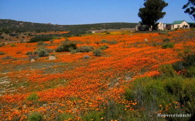 The signs of spring in South Africa - Africa Geographic