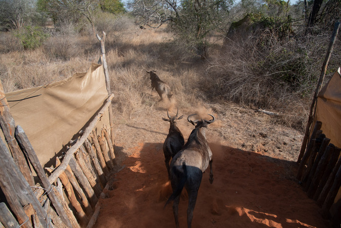 Blue wildebeest take their first steps into their new home, Zinave National Park