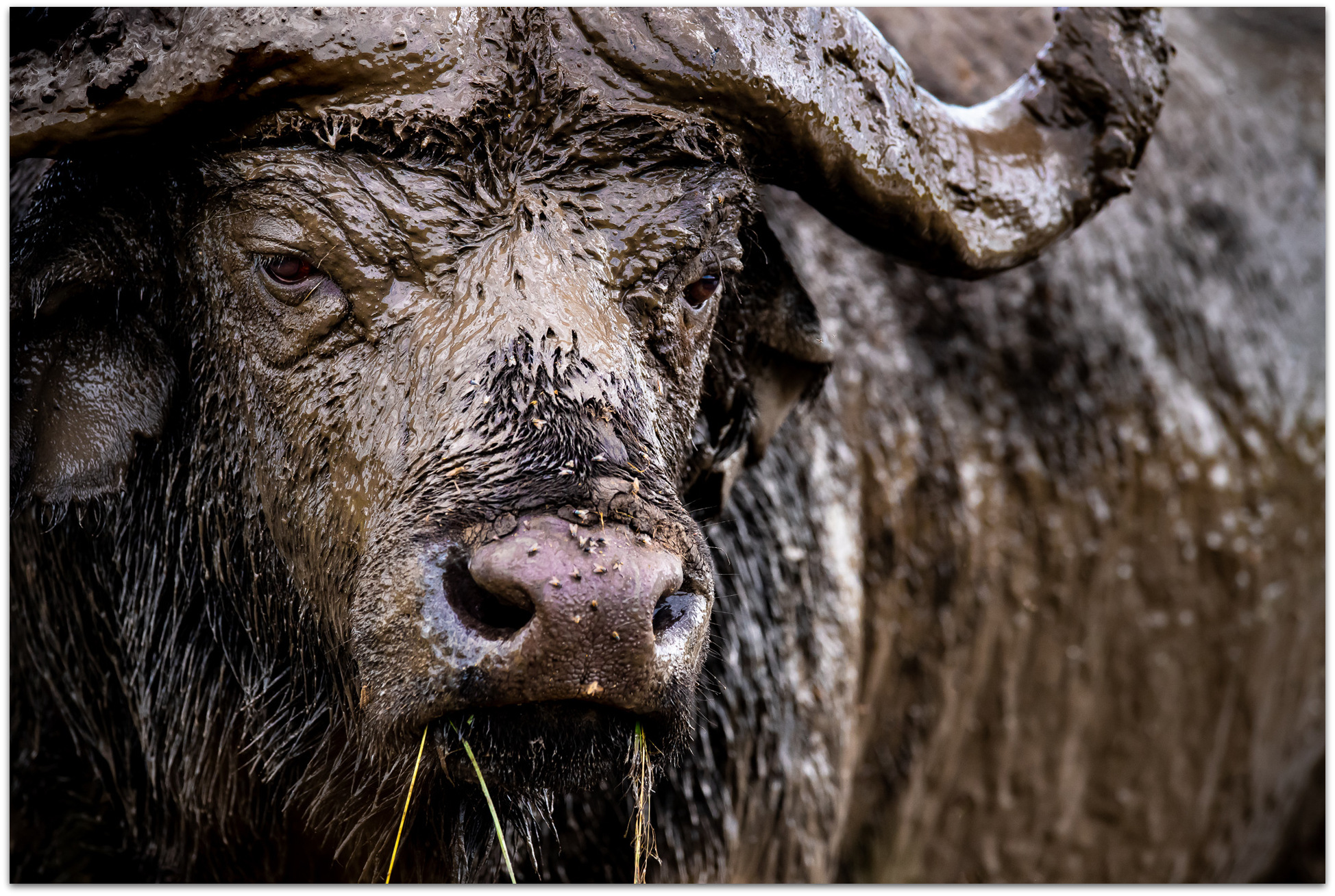 African buffalo covered in mud in the Maasai Mara