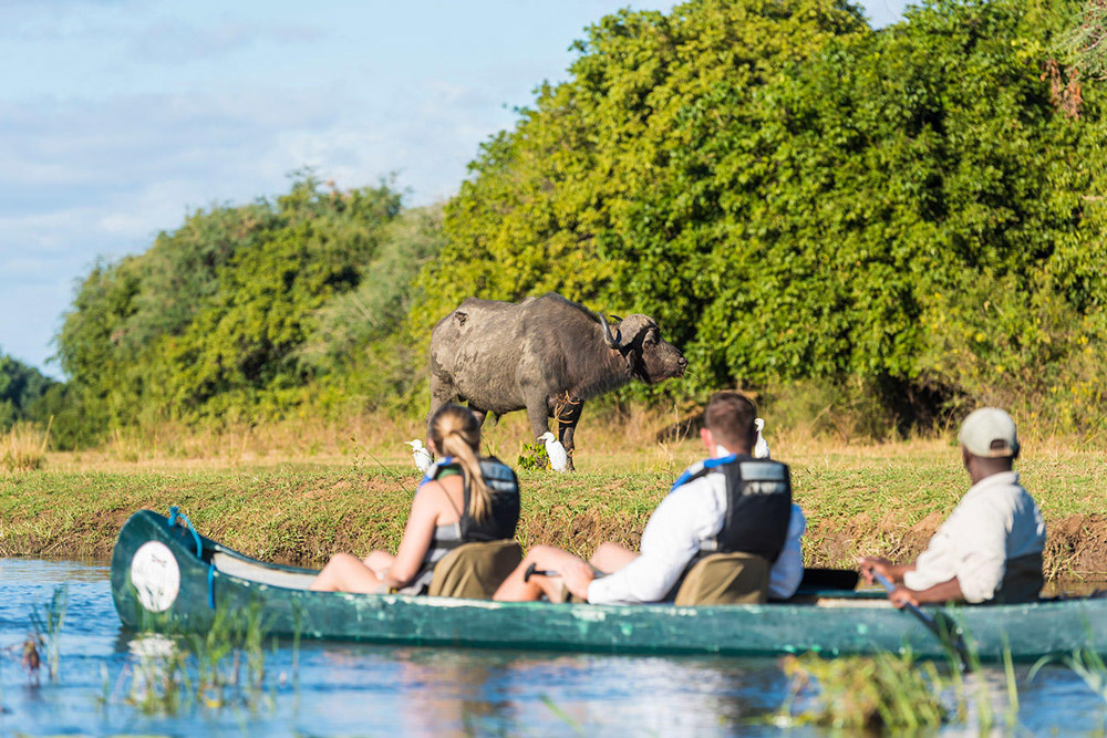 Buffalo on riverbank with guests in canoe