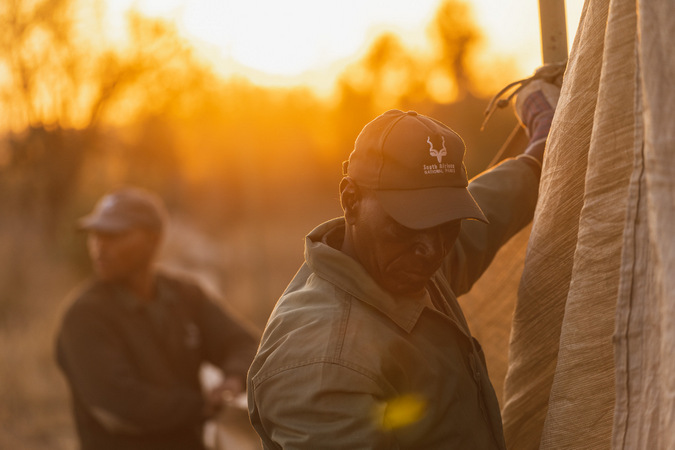 The crew gets going early to so that the animals can be captured before the heat of the day steps in 