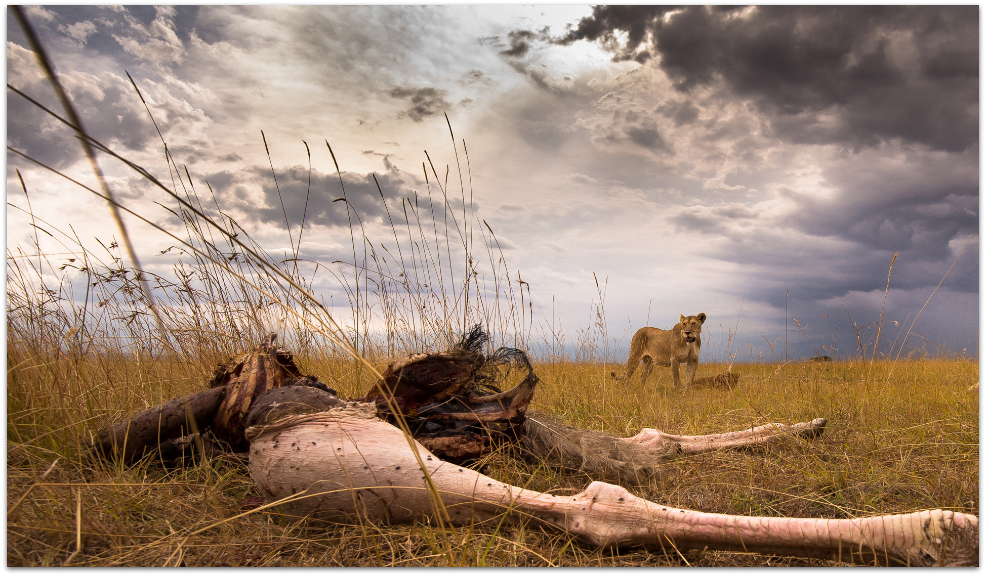 Ostrich carcass with lion in the Maasai Mara