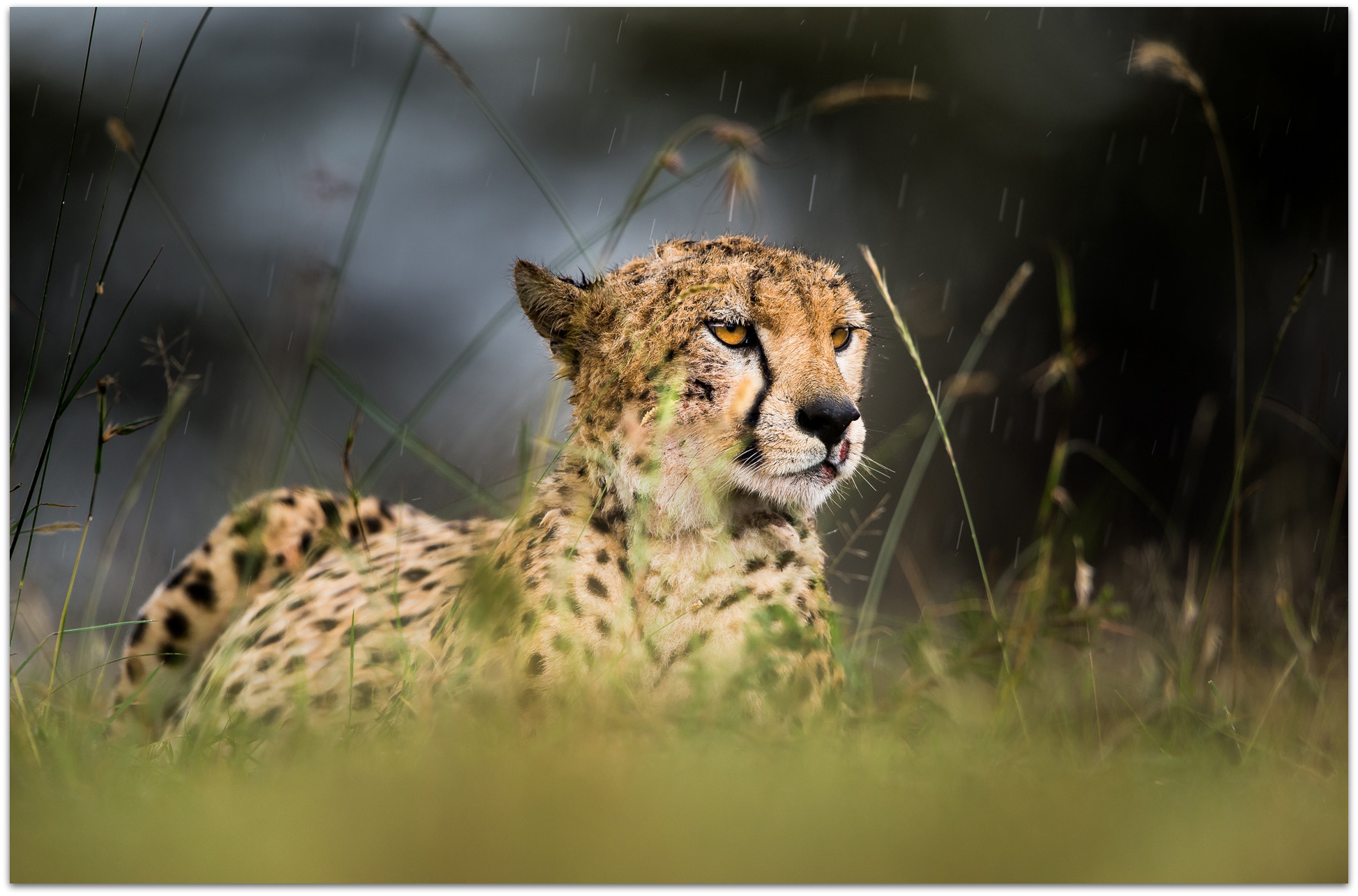 Cheetah in the rain in the Maasai Mara