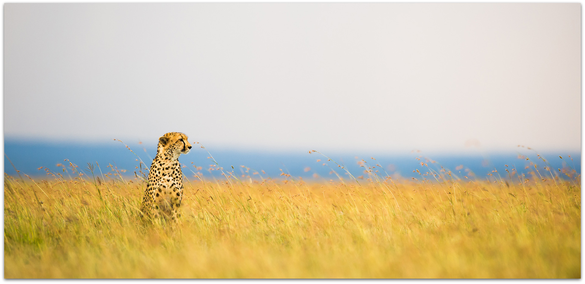 Cheetah sitting in the long grass of the Maasai Mara