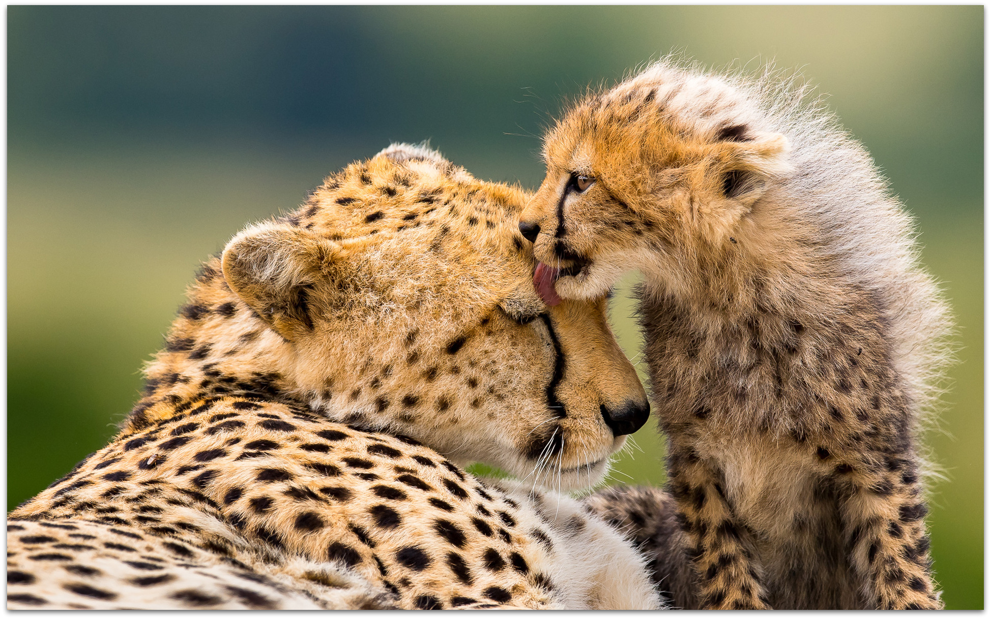 Cheetah cub and mom in the Maasai Mara