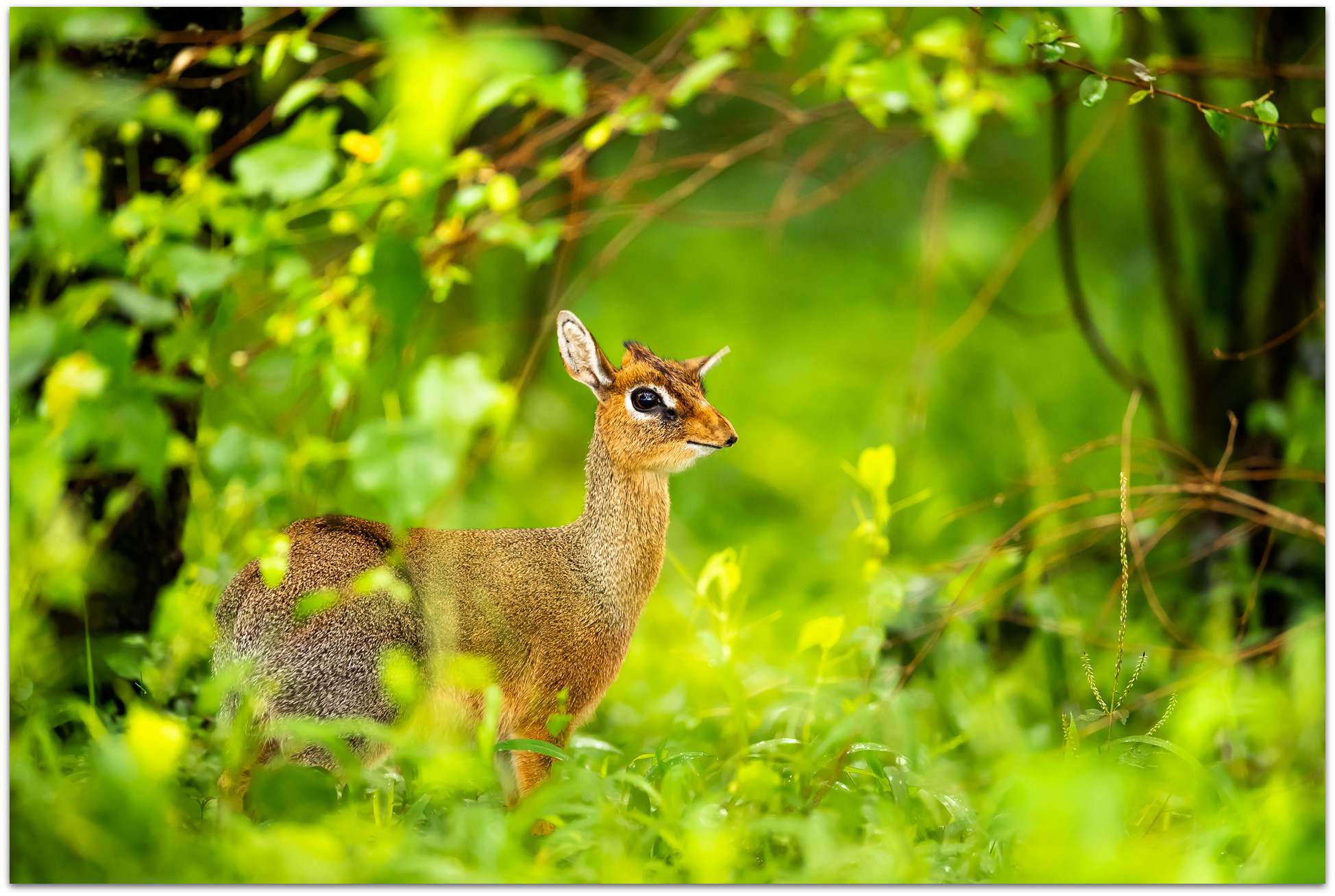 Kirk's dik-dik in the Maasai Mara