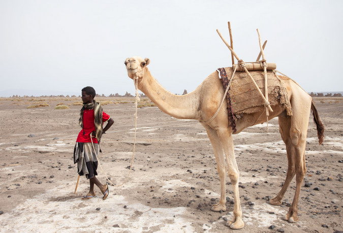 Man and camel in Djibouti