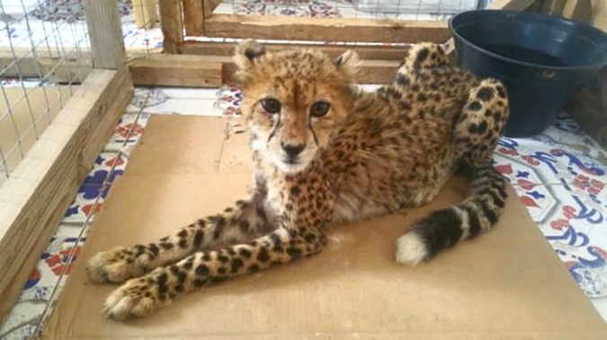 Cheetah in cage, illegal wildlife trafficking