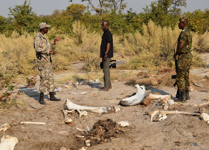 Elephant bones in Botswana, with rangers