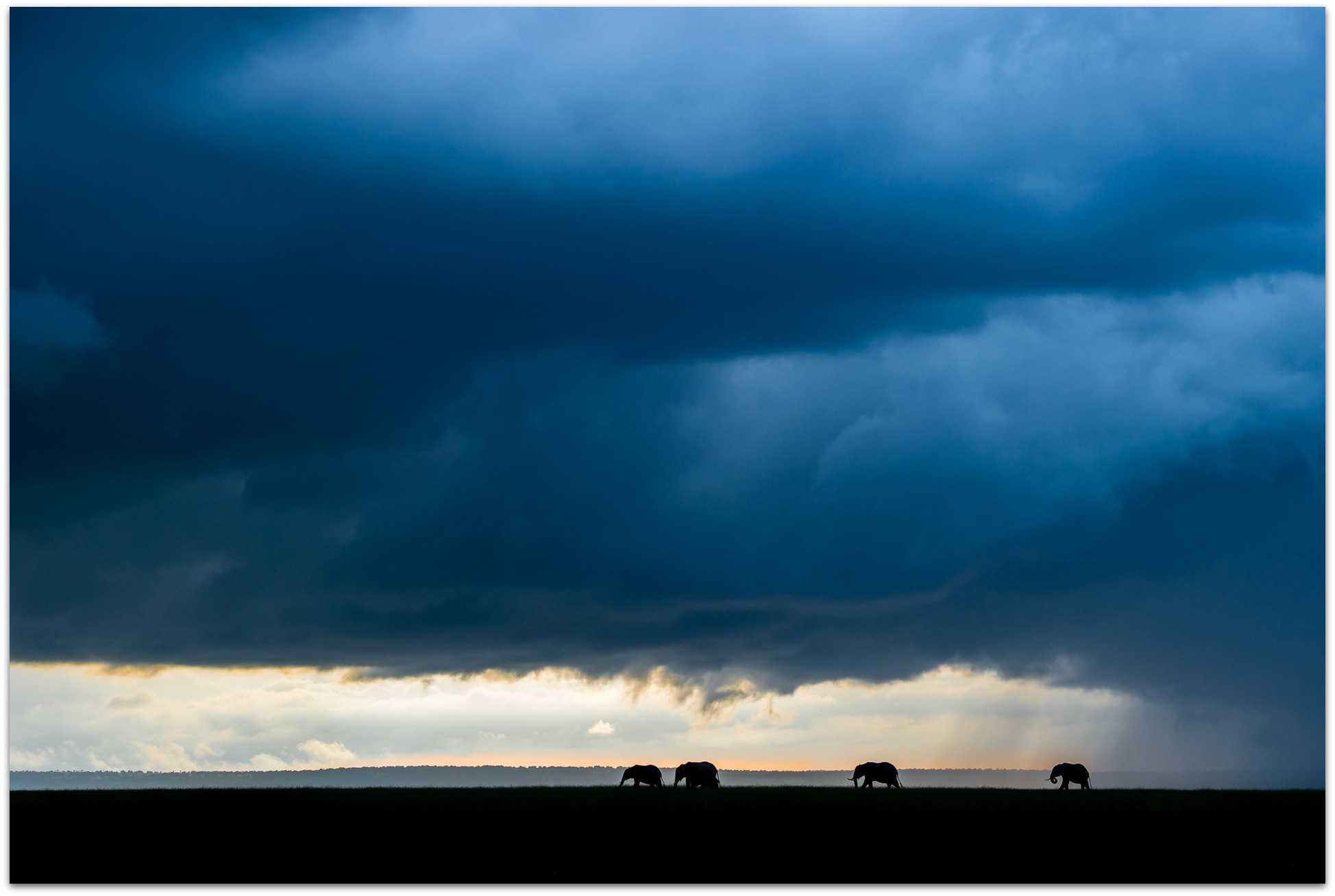 Elephants in the Maasai Mara