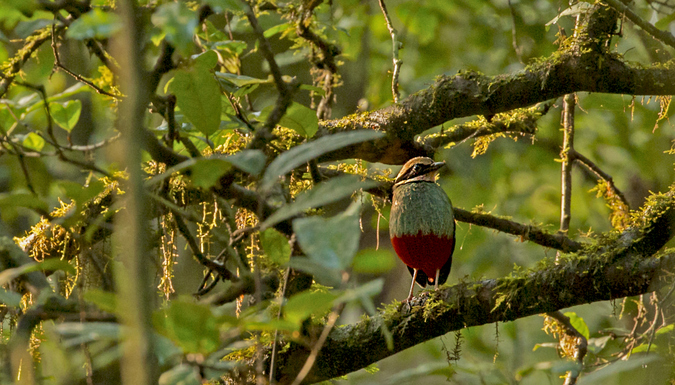 A green-breasted pitta in Kibale National Park