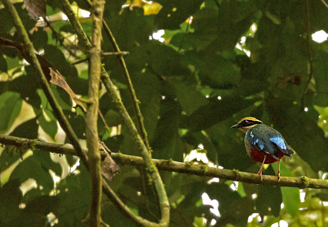 A green-breasted pitta in Kibale National Park