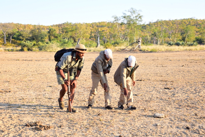 Trackers and guide on a snake spoor in Makuleke Concession