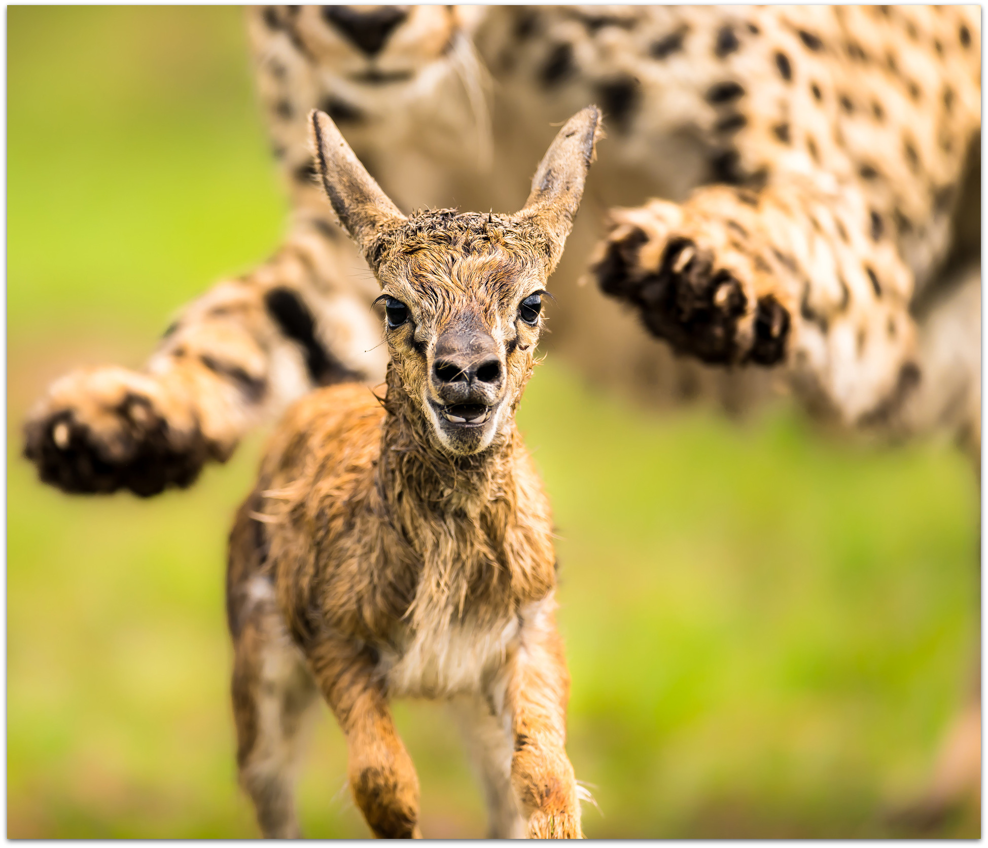 Gazelle newborn about to be caught by a cheetah in the Maasai Mara